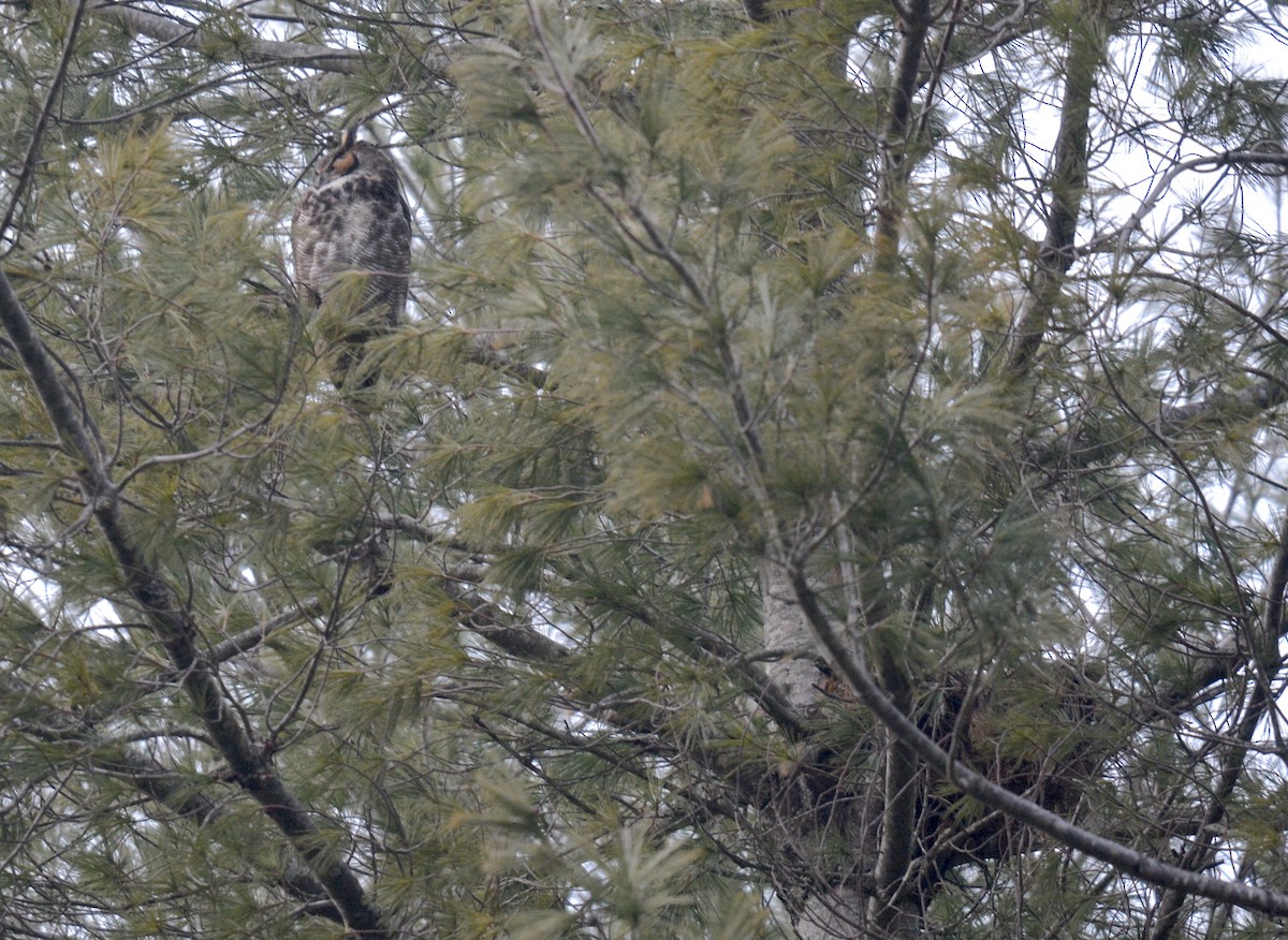 Great Horned Owl - ML614409494