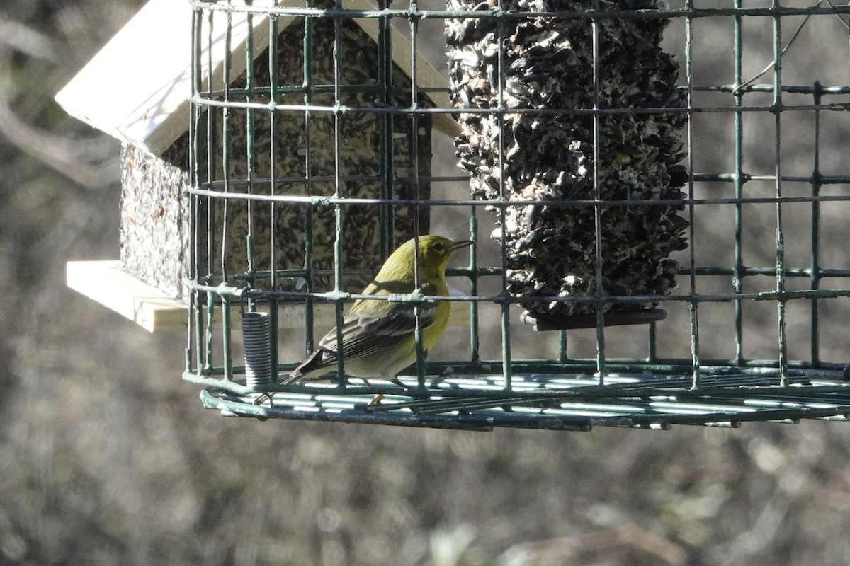 Pine Warbler - Matt Sharp