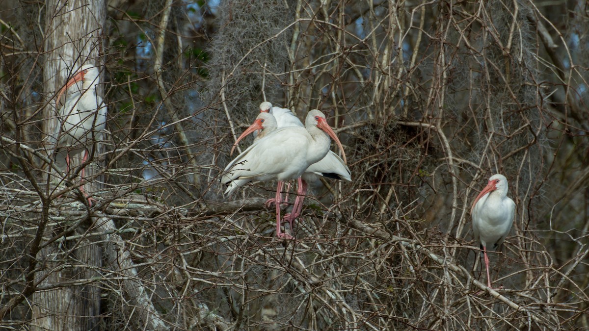 ibis bílý - ML614409653