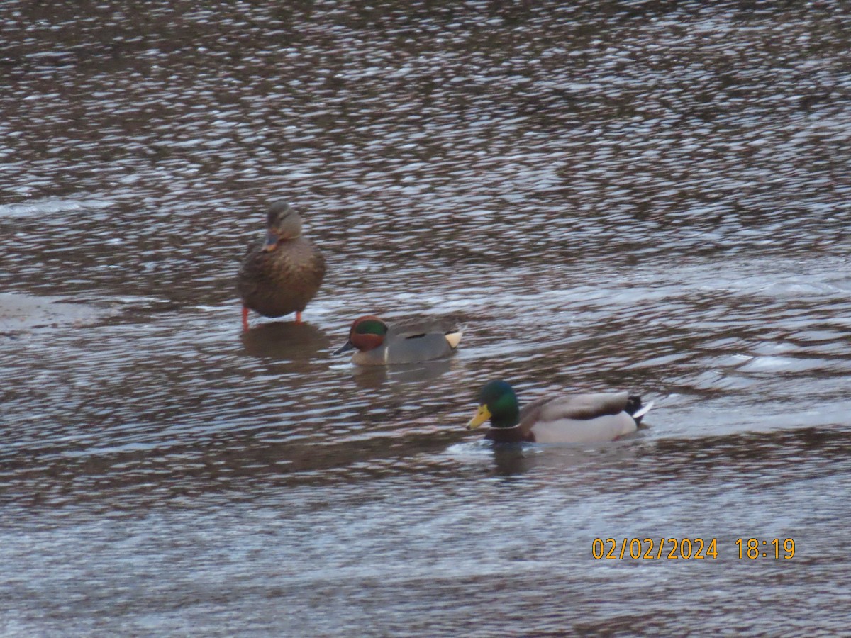 Green-winged Teal - Ed Wallace