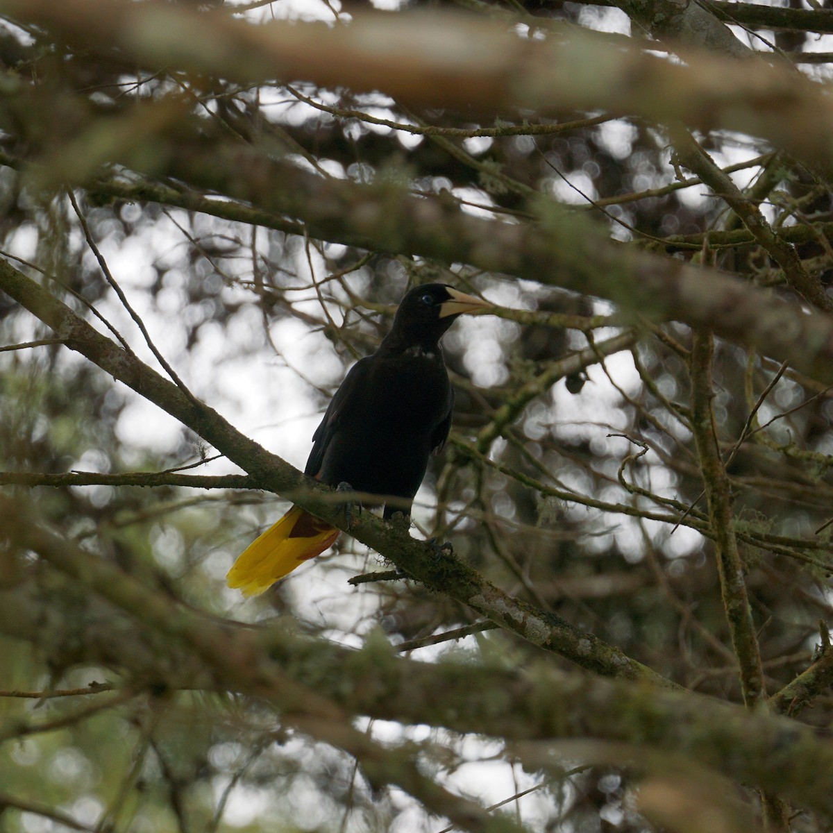 Crested Oropendola - ML614409670