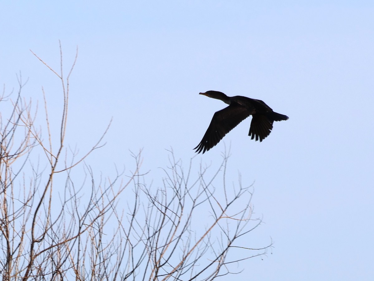 Double-crested Cormorant - ML614409742