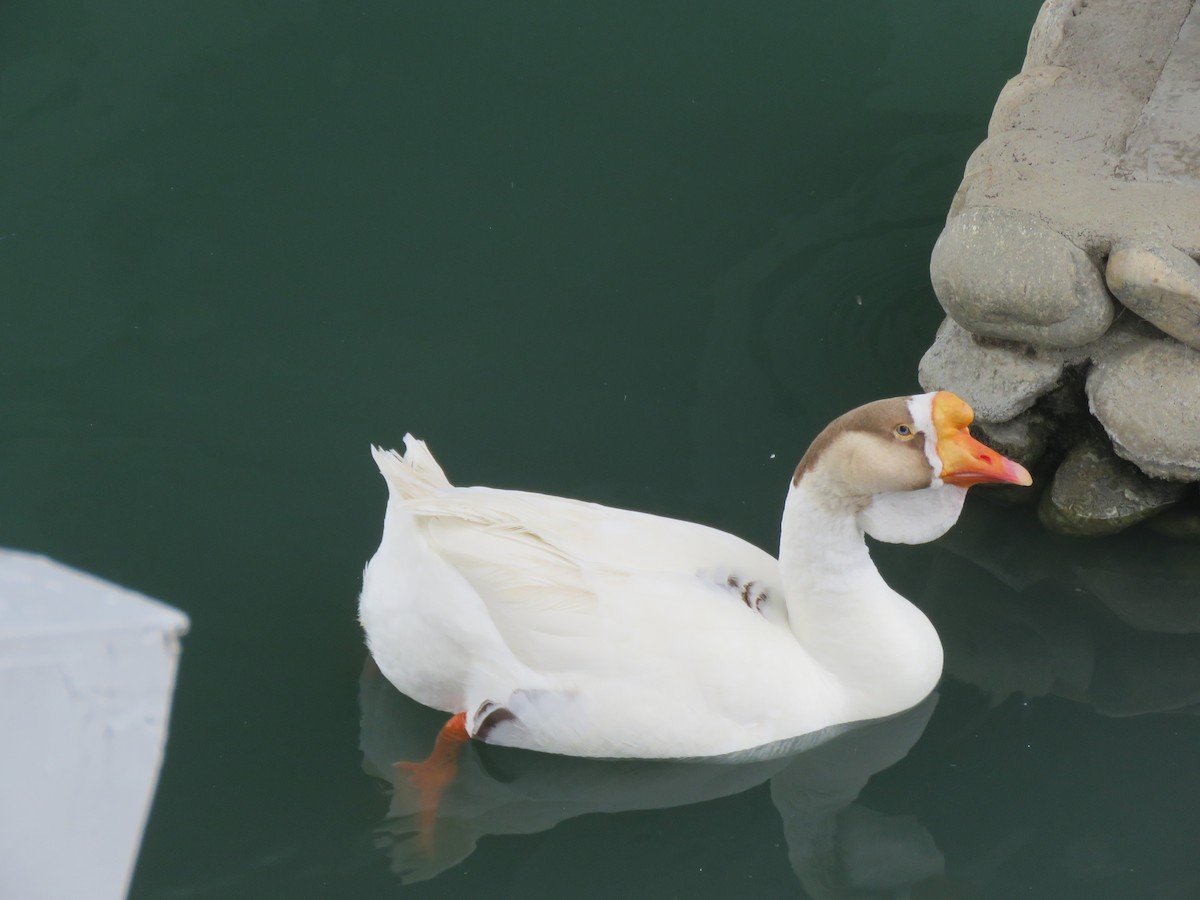 Domestic goose sp. (Domestic type) - Calvin Hardcastle