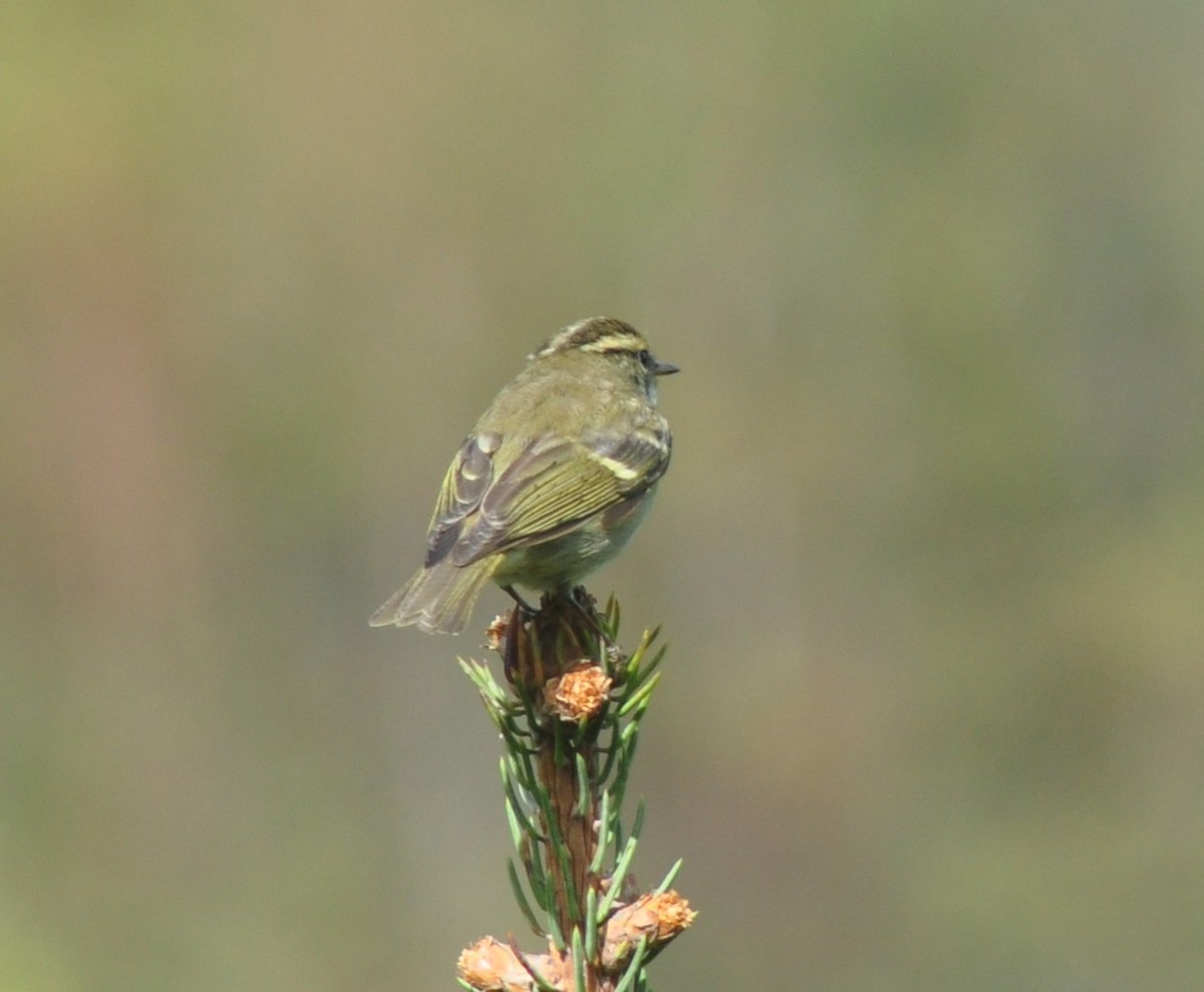 Chinese Leaf Warbler - ML614409776