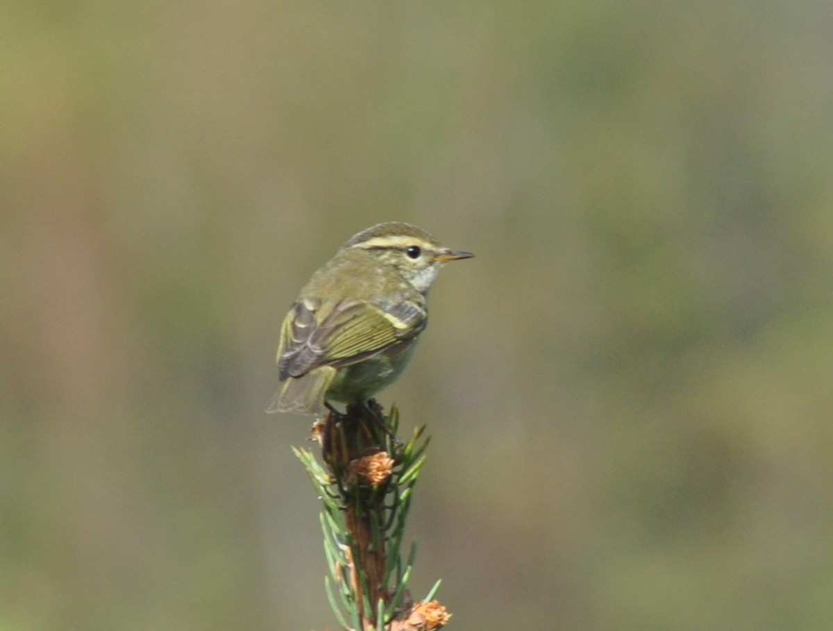 Chinese Leaf Warbler - ML614409777