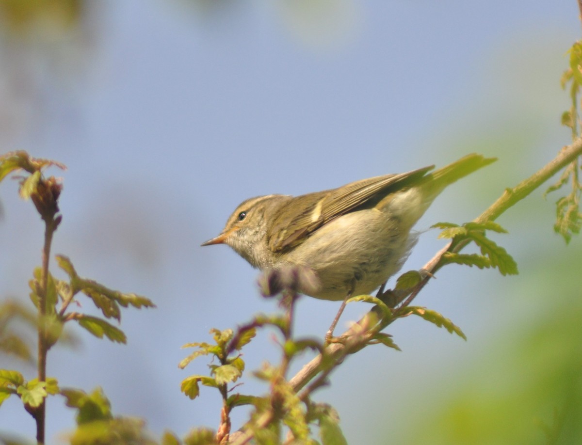 Chinese Leaf Warbler - ML614409778