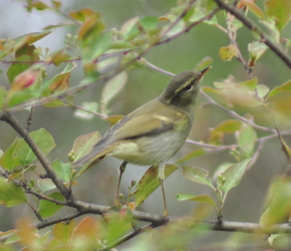 Greenish Warbler - ML614409784