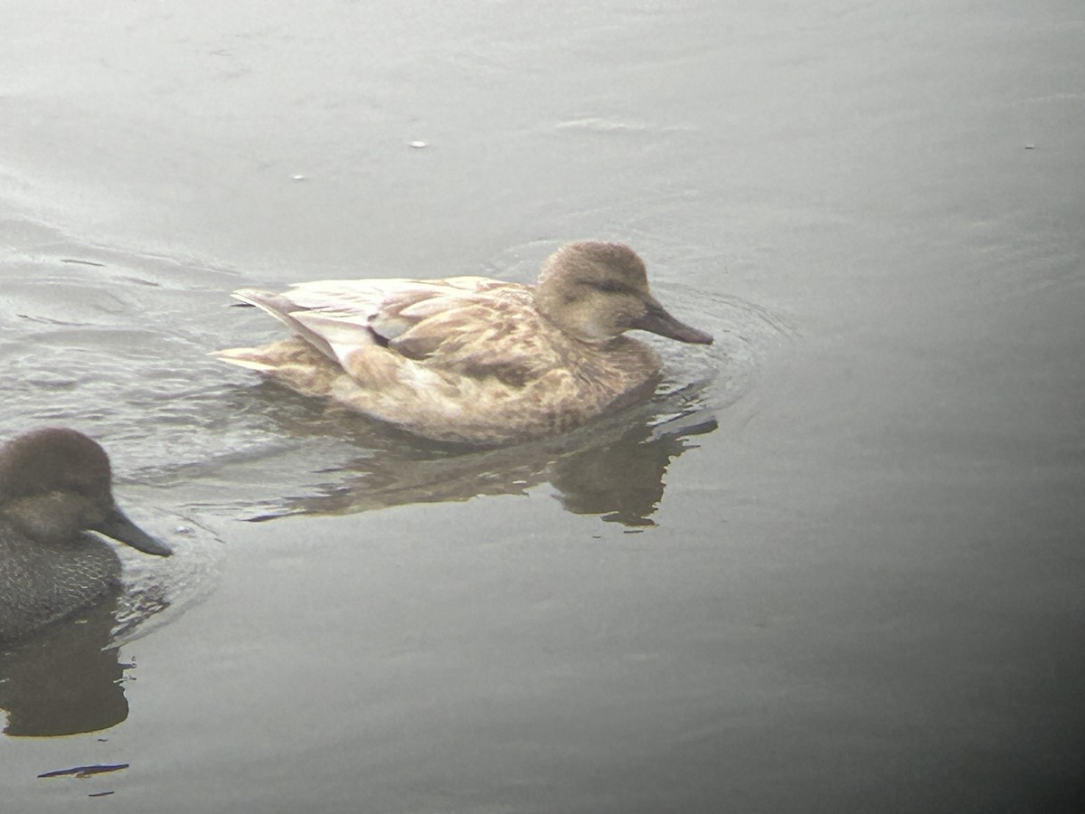 Gadwall - ML614409803