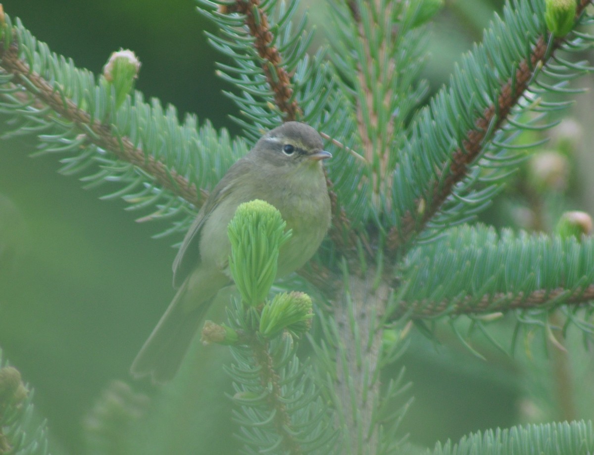 Yellow-streaked Warbler - Neil Zhang