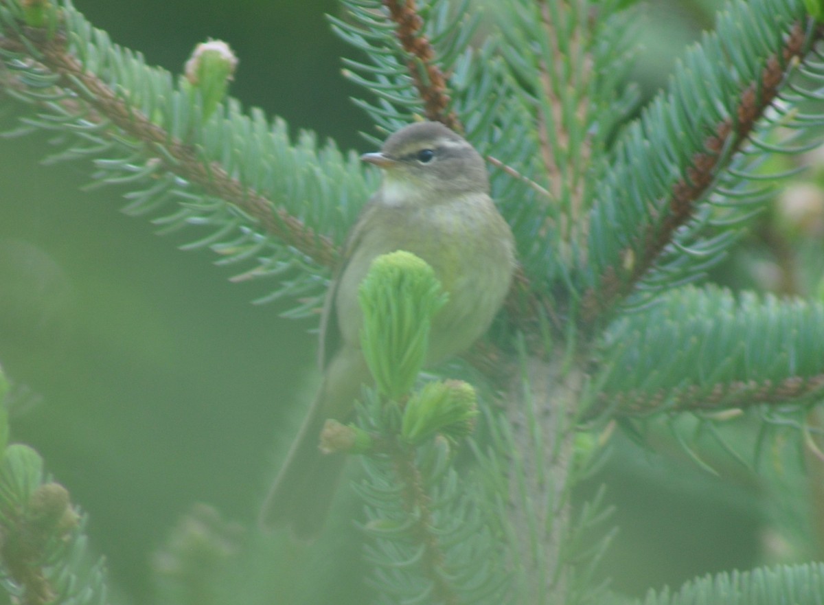 Yellow-streaked Warbler - Neil Zhang