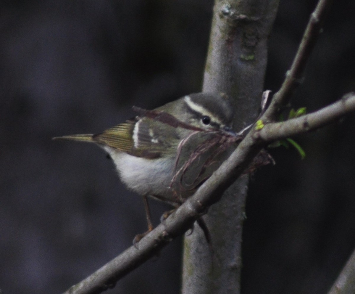 Gansu Leaf Warbler - ML614409811