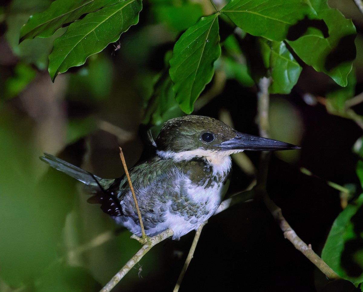 Green Kingfisher - ML614409818