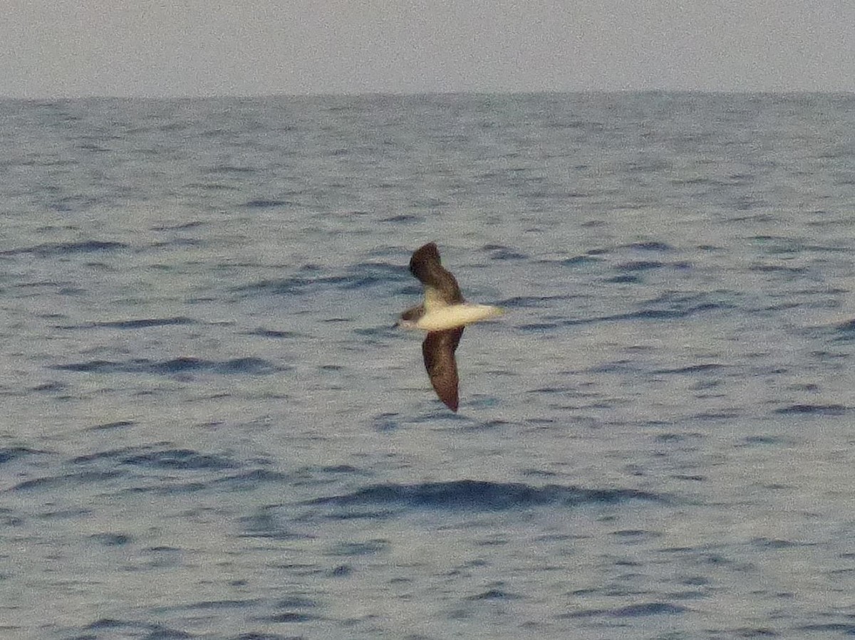 Zino's Petrel - ML614409881