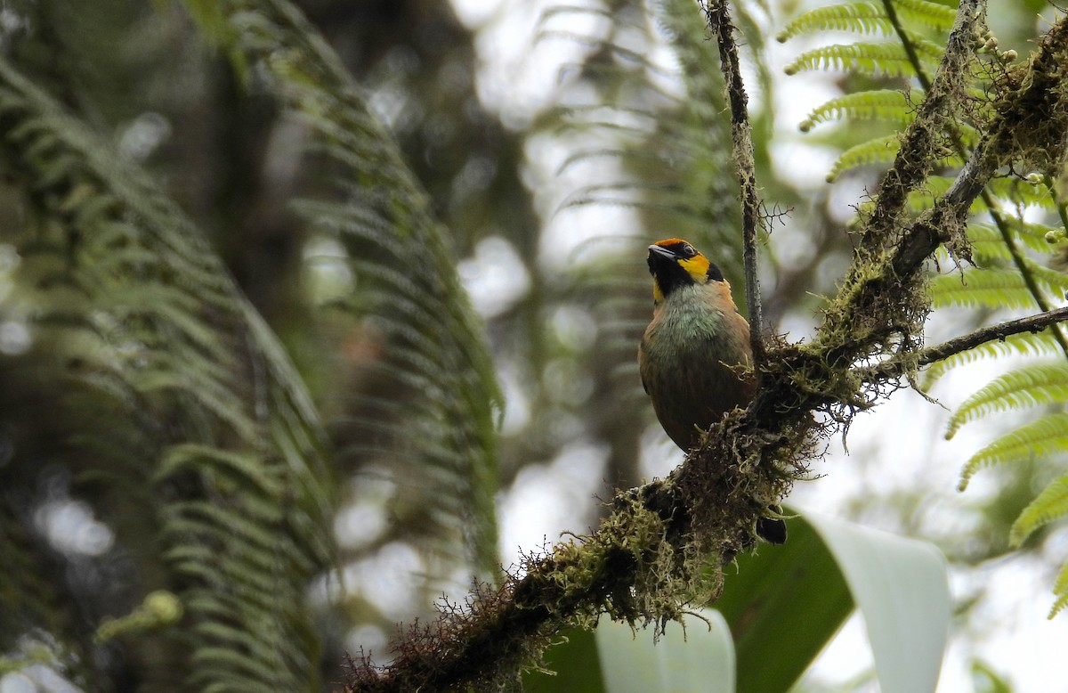 Flame-faced Tanager - Alejandra Pons