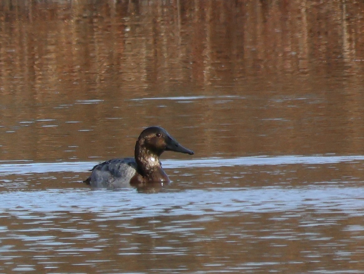 Canvasback - ML614409899