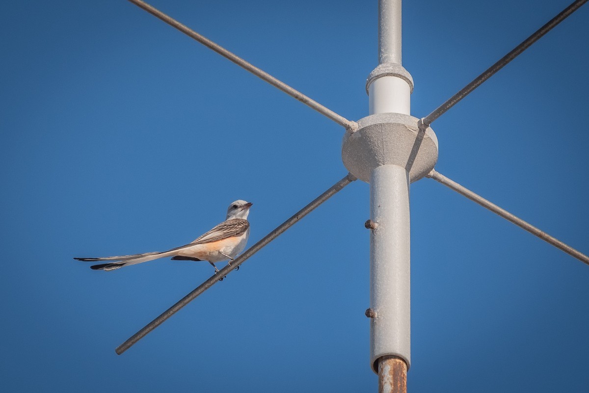 Scissor-tailed Flycatcher - José Ramón Avalos