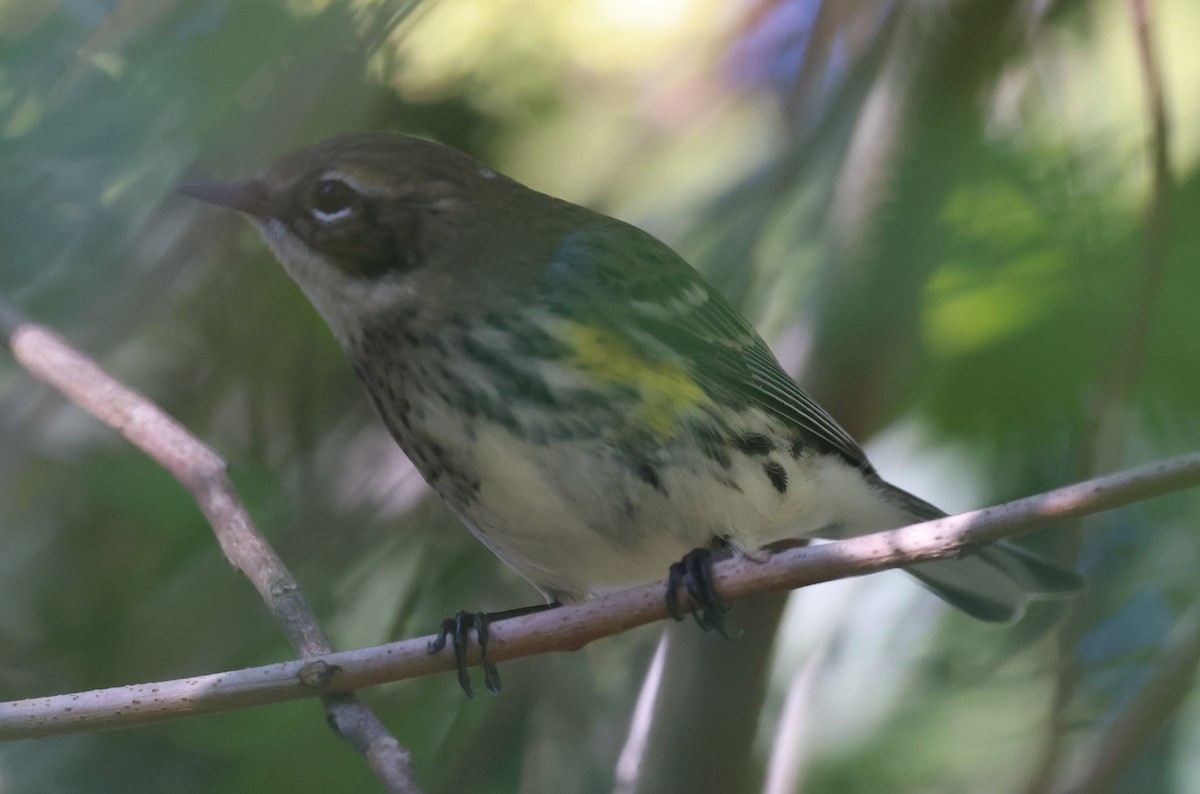 Yellow-rumped Warbler - Gregory Hamlin