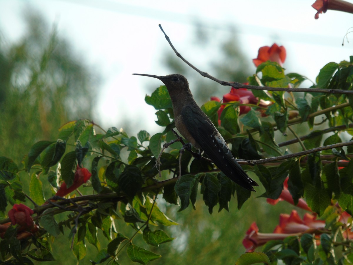 Colibri géant - ML614409965