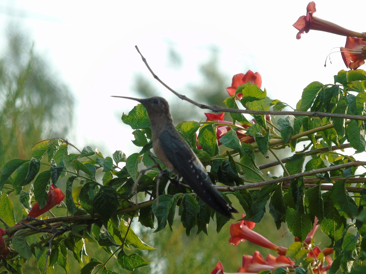 Colibri géant - ML614409966