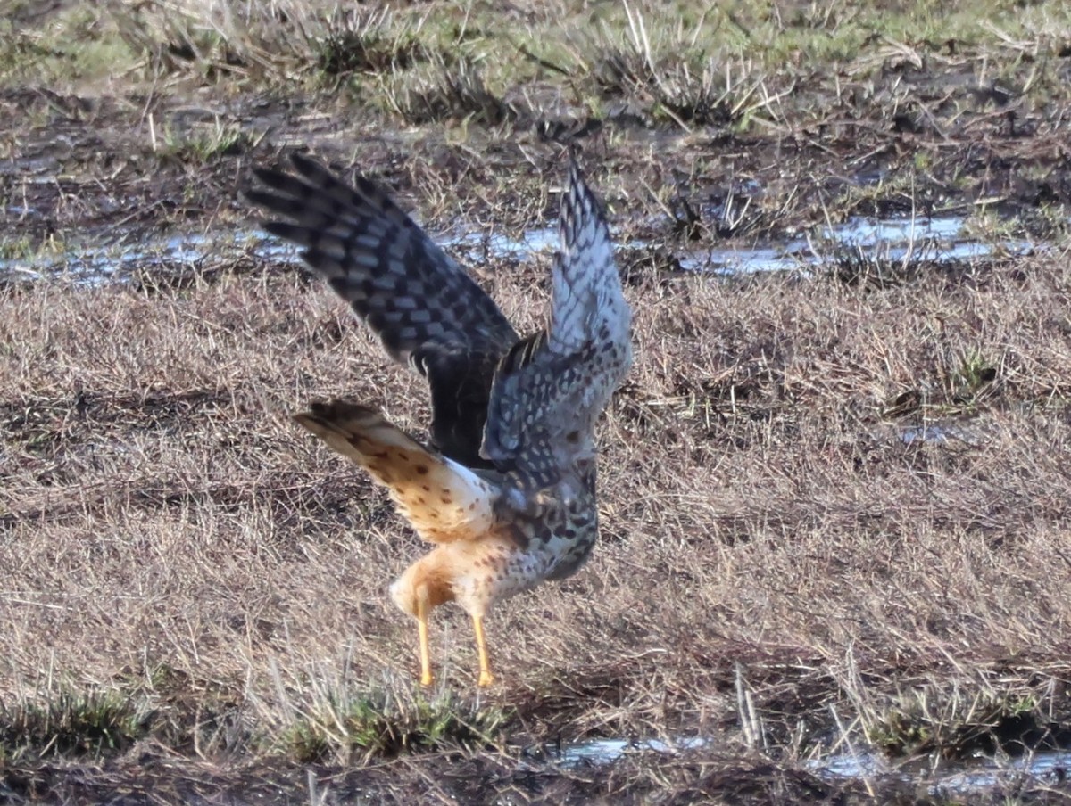 Northern Harrier - ML614409982