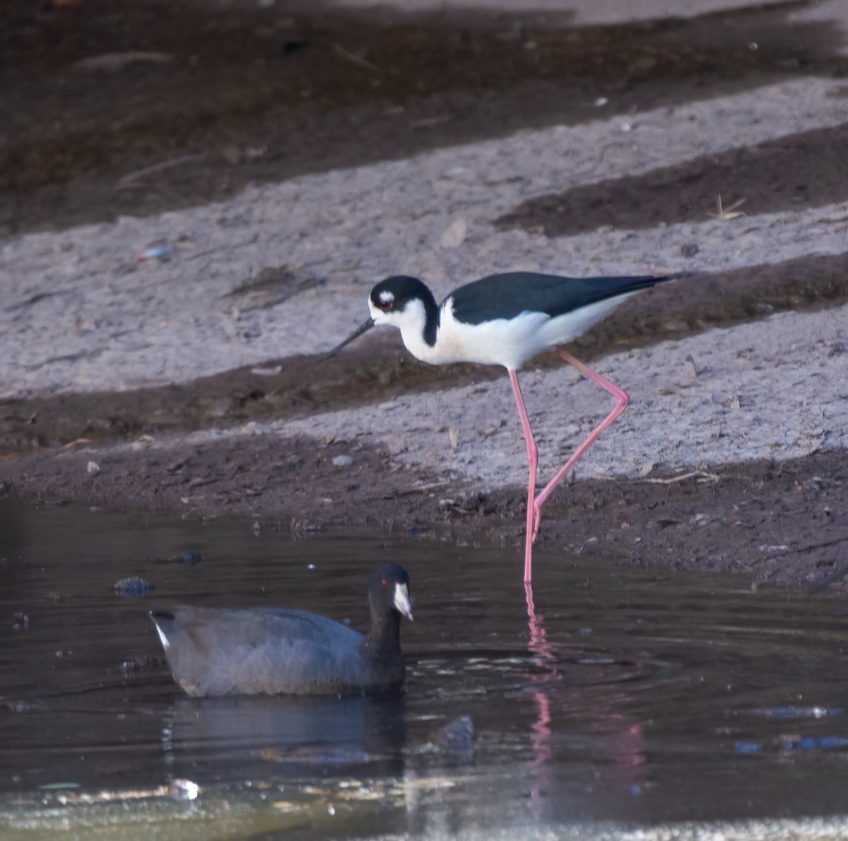 American Coot - ML614410018