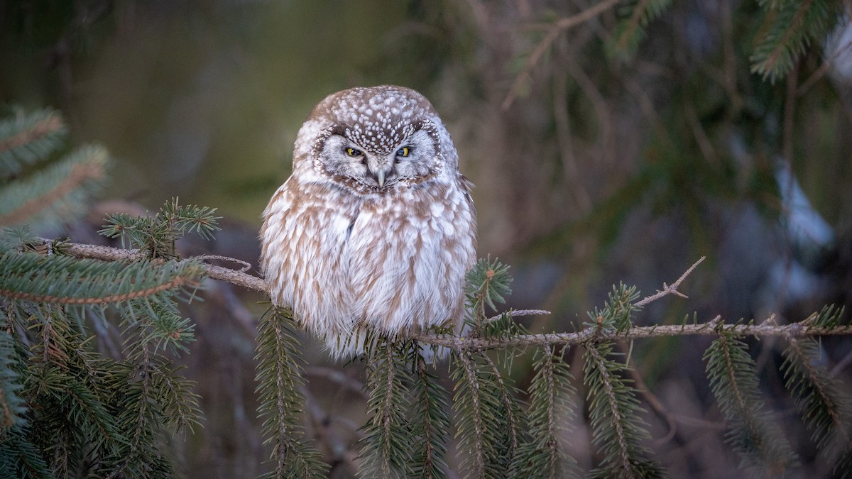 Савагт ариан - ML614410067