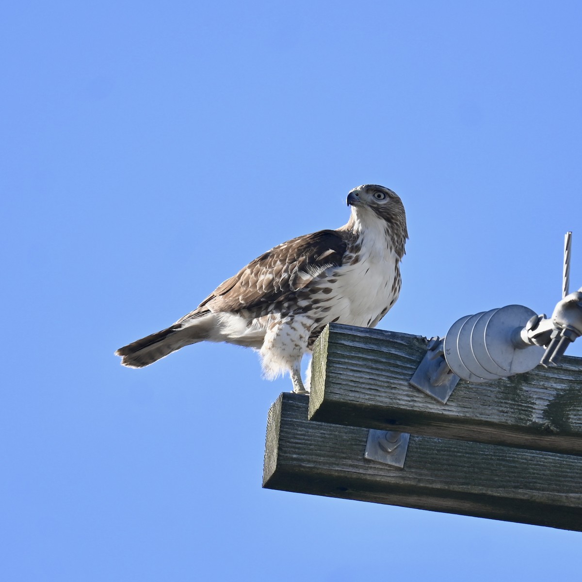 Red-tailed Hawk - ML614410076