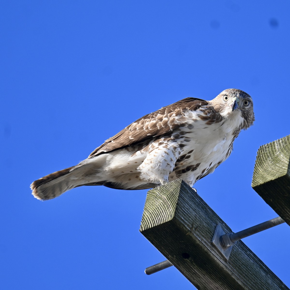 Red-tailed Hawk - ML614410077