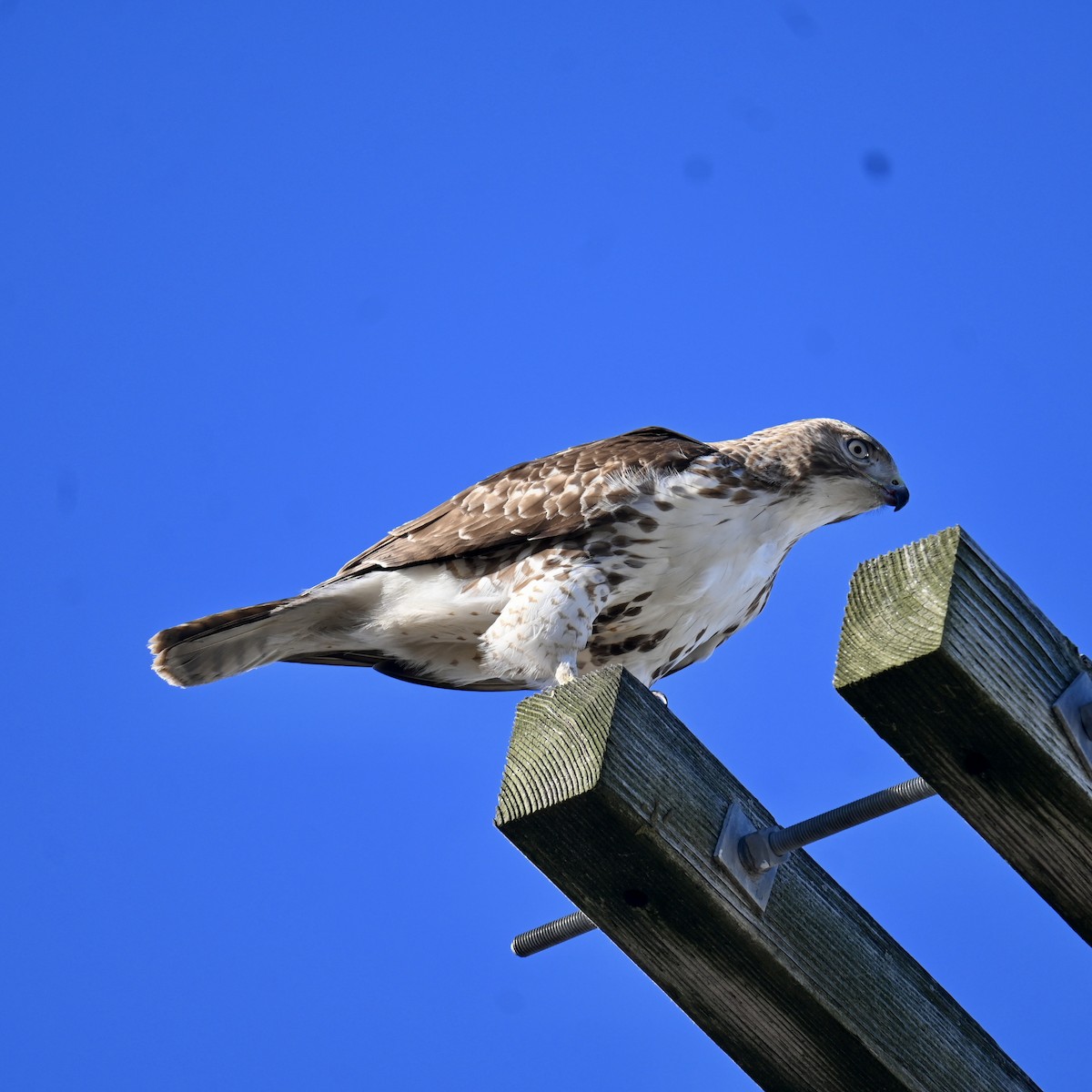 Red-tailed Hawk - ML614410080