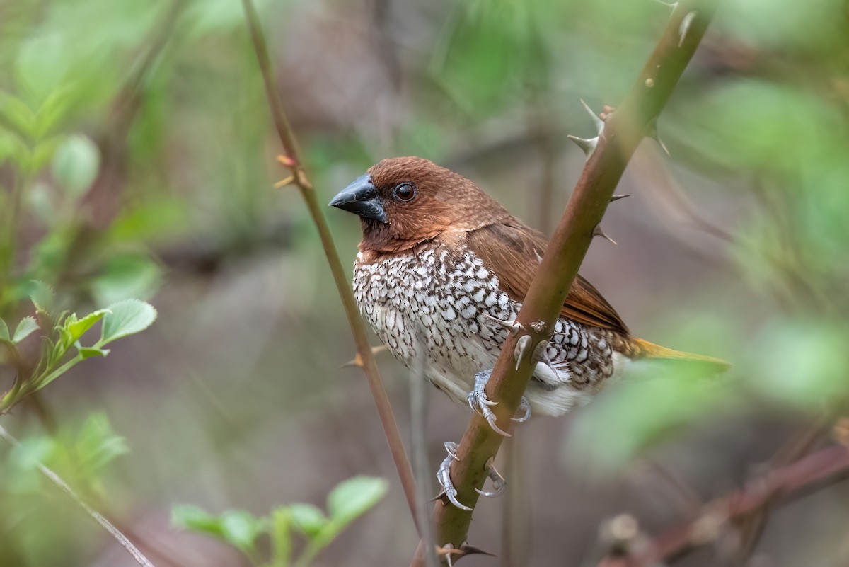 Scaly-breasted Munia - ML614410098