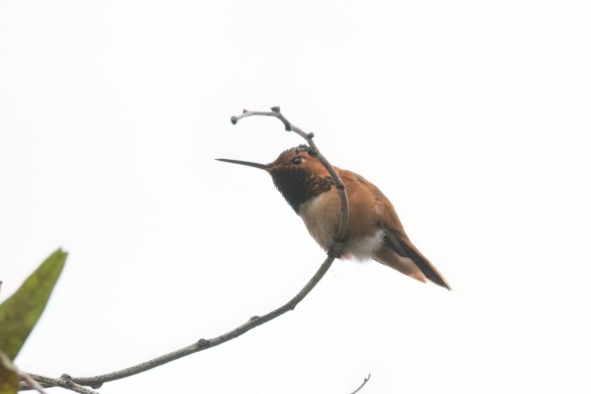 Allen's Hummingbird - ML614410117