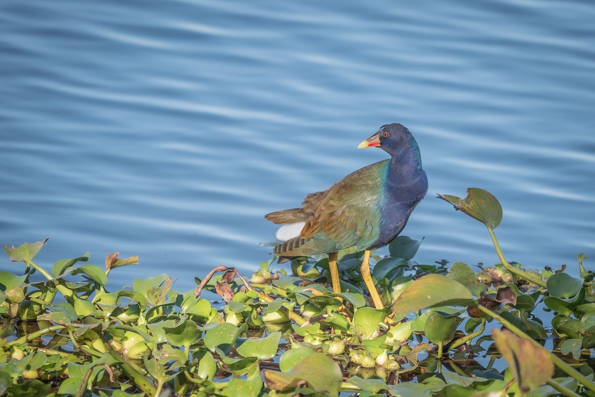 Purple Gallinule - José Ramón Avalos