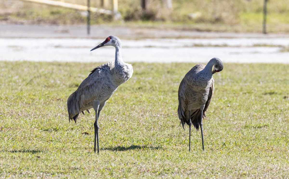 Grulla Canadiense - ML614410144