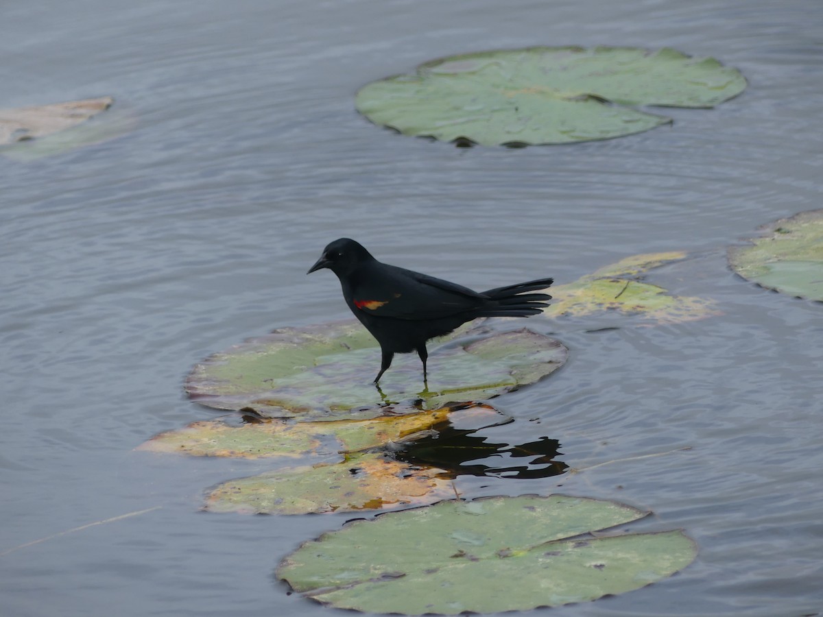 Red-winged Blackbird - Betty Holcomb