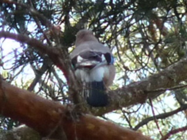 Eurasian Jay - Ann Monk