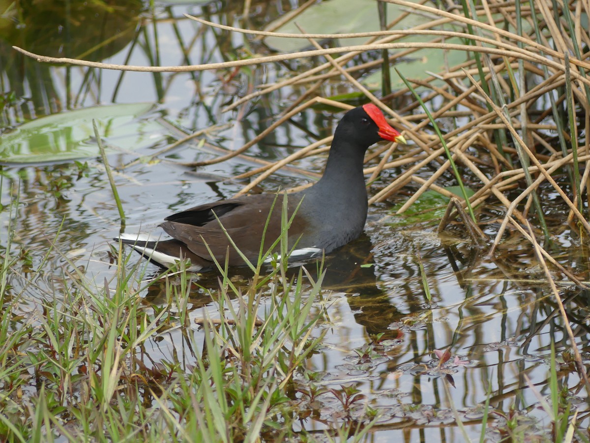 Common Gallinule - ML614410216