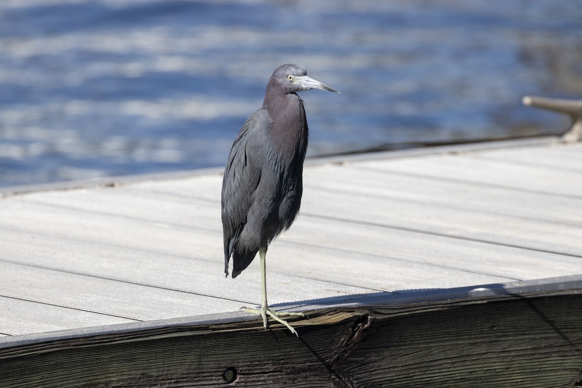 Little Blue Heron - ML614410251