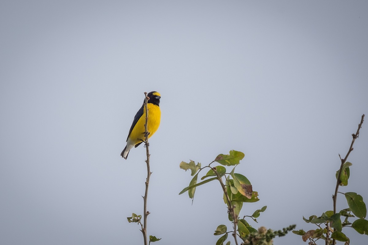 West Mexican Euphonia - José Ramón Avalos