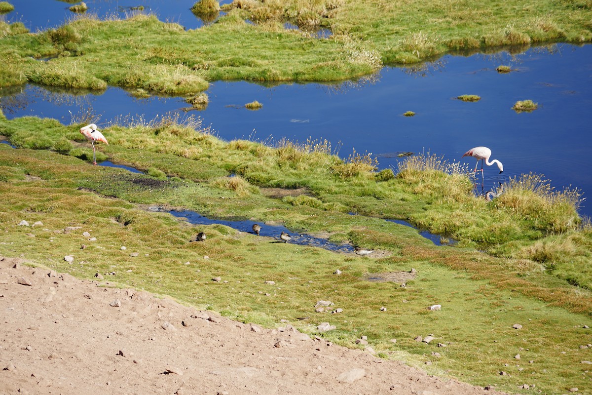 Yellow-billed Teal - ML614410313