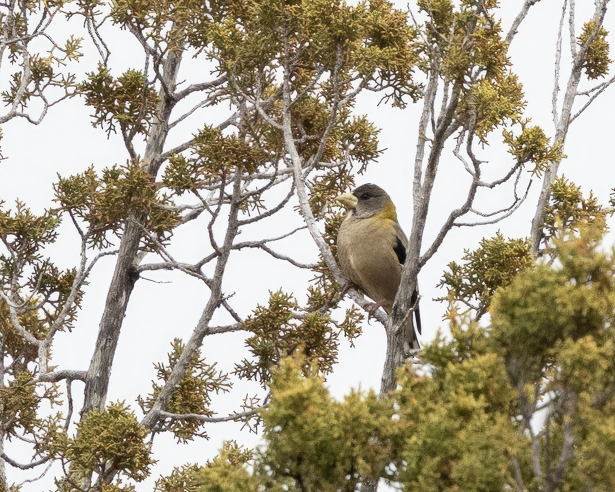 Evening Grosbeak - ML614410419