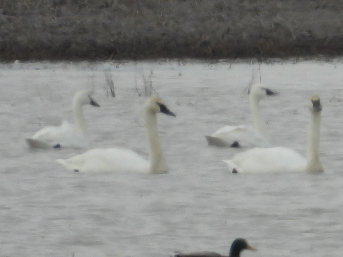 Tundra Swan - ML614410440