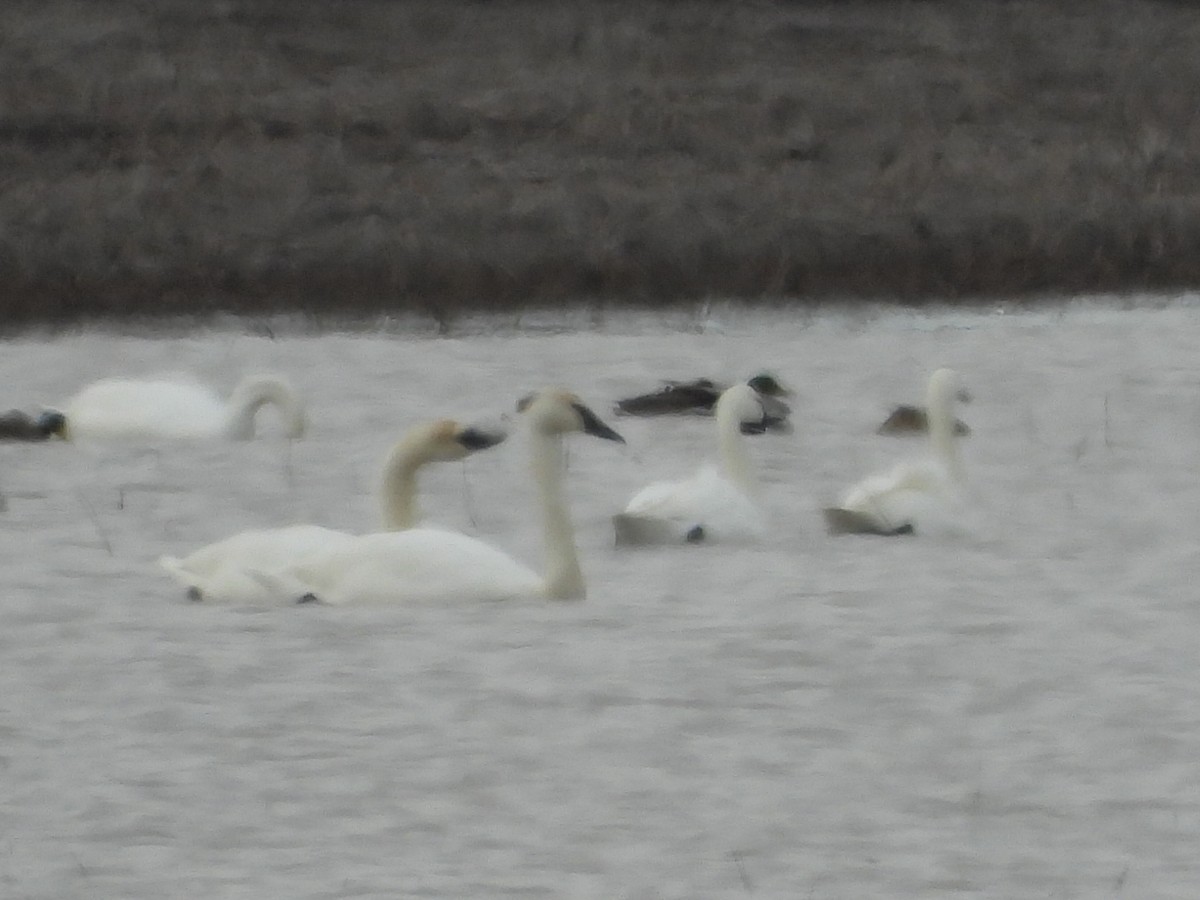 Tundra Swan - ML614410443