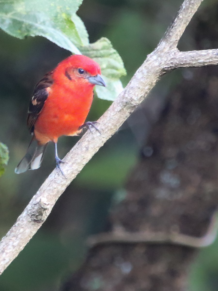 Flame-colored Tanager - ML614410503
