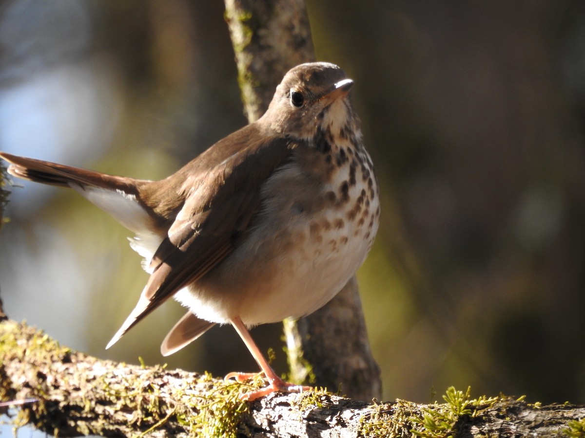 Hermit Thrush - Debi Campbell