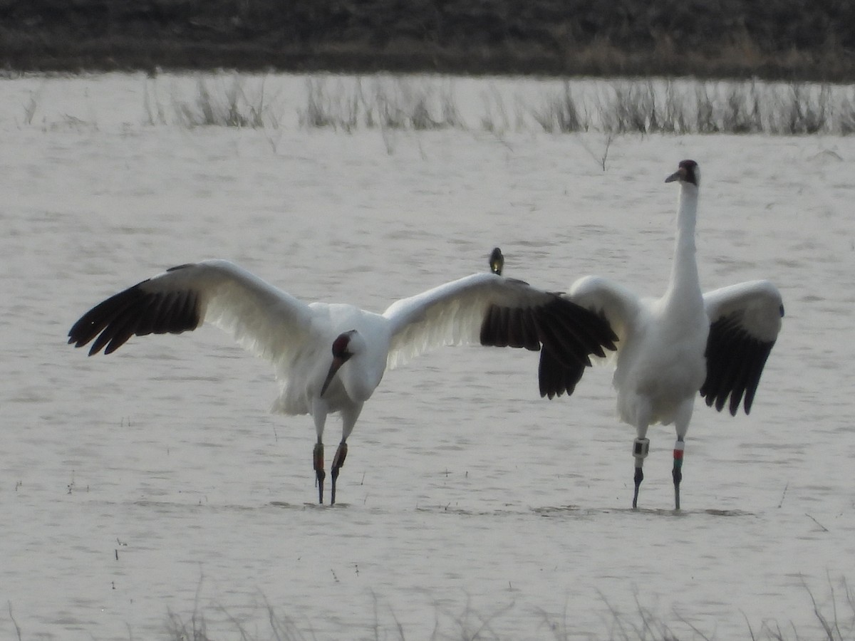 Whooping Crane - ML614410553