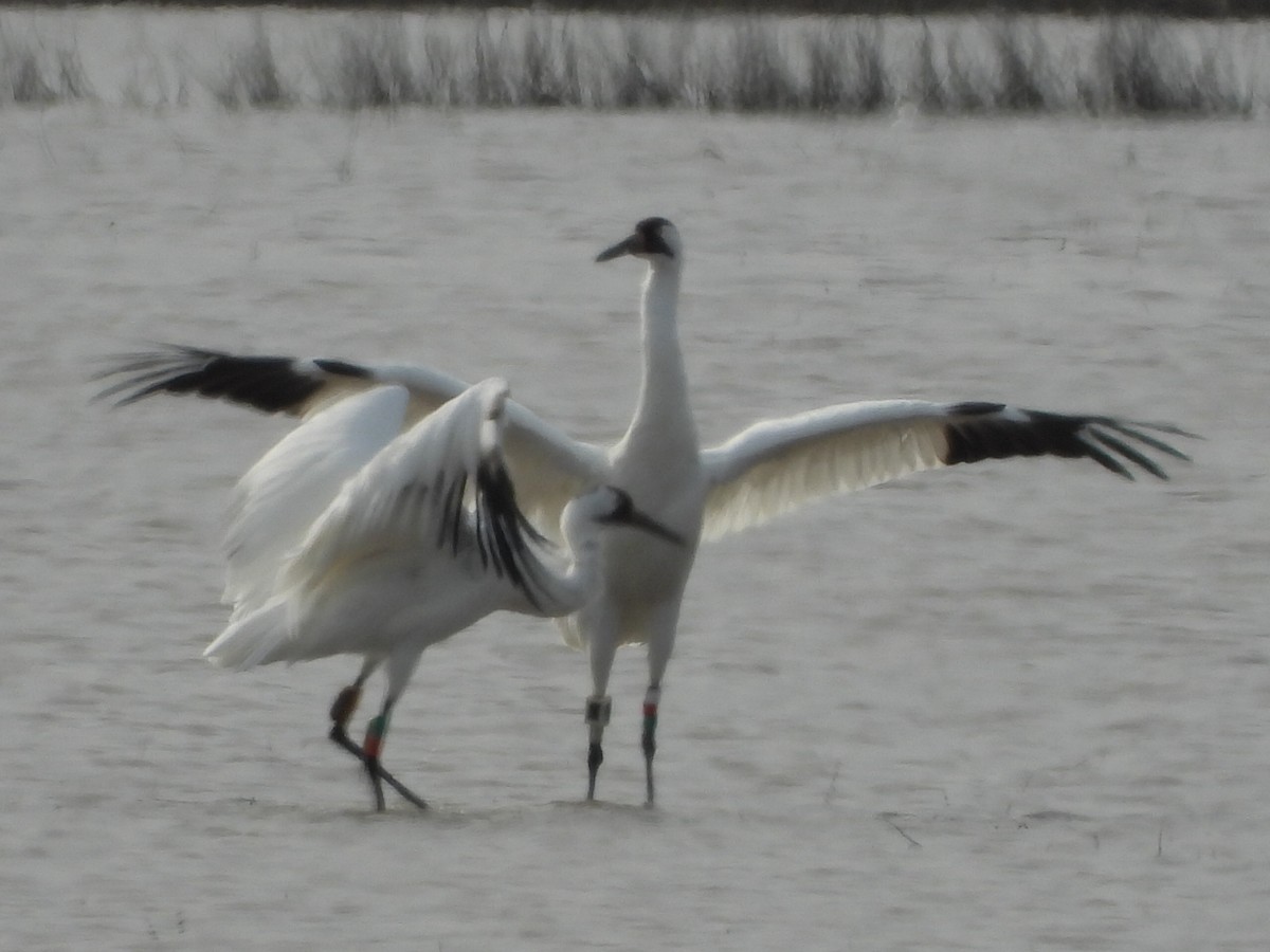 Whooping Crane - ML614410554