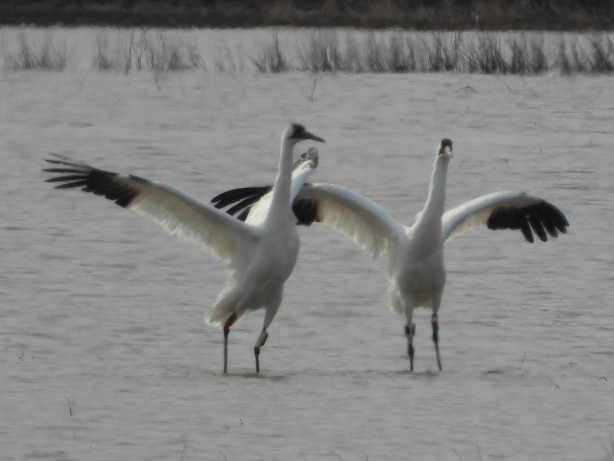 Whooping Crane - ML614410555