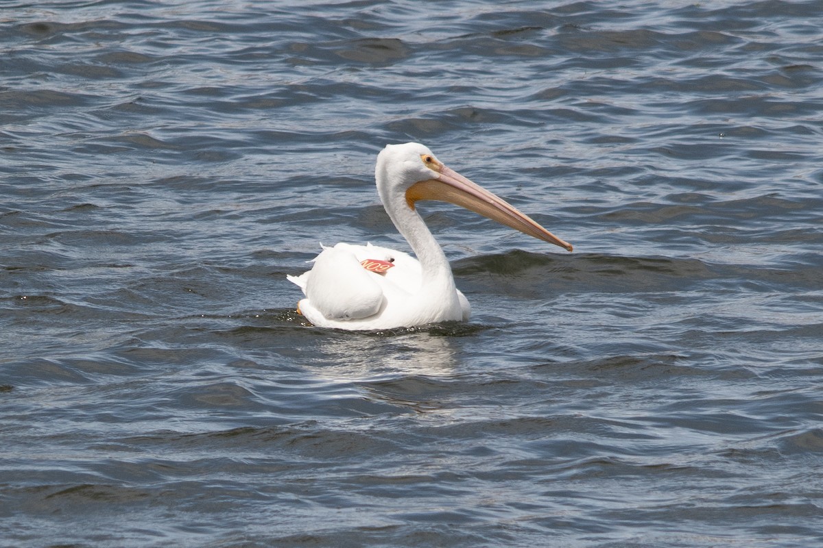 American White Pelican - ML614410578