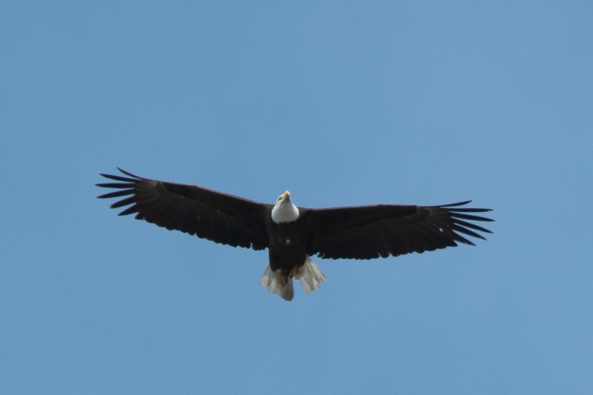 Bald Eagle - Andrea Wirth