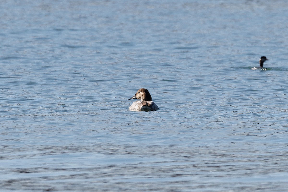 Canvasback - ML614410597